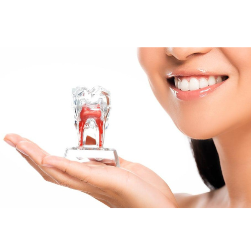 endodontija
